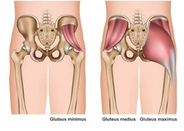 gluteus minimus, medius and maximus