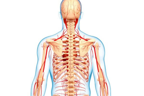 running on a treadmill increase bone density