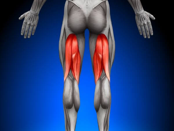 Hamstrings muscles